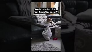 Cachorro dramático