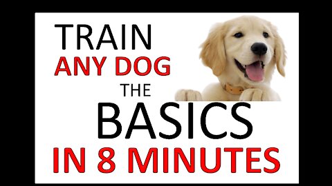 How to Train ANY DOG the basics- Dog Training Foundation