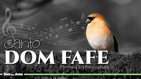 Canto de Pássaros - DOM FAFE Cantando (Dom Fafe Ruivo)