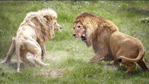 La bataille des animaux sauvages : LION # BUFFALO #### Battle wild animals: Lion vs BUFFALO