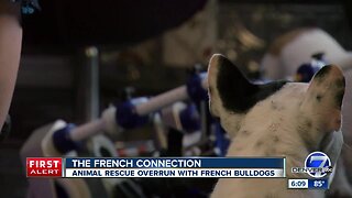Boulder animal rescue that only takes in French bulldogs says it has run out of money