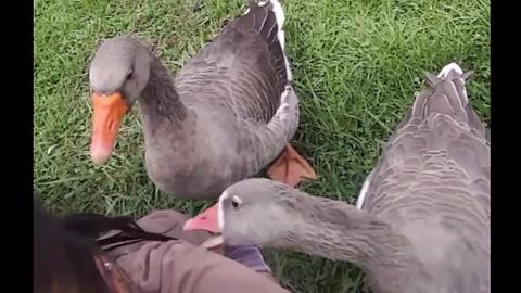 Geese obsessively play with human's hair