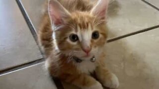 Curious kitten instantly regrets exploring living room