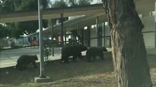 Bear family walking to school