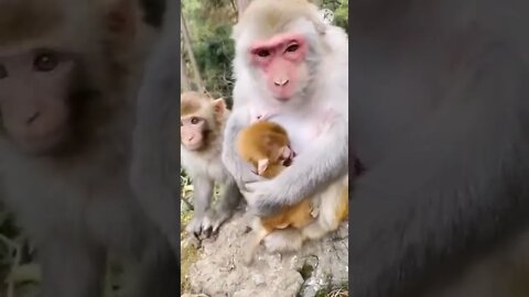 Monkey funny video || cute 🐵 monkey #longvidio #short #amazing #youtubealgrow #YouTubeshort