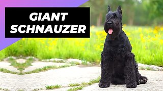 Giant Schnauzer 🐶 One Of The Biggest Dog Breeds In The World #shorts