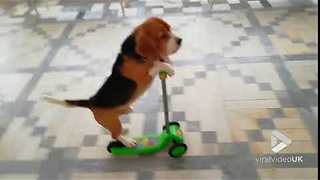 Smart Beagle Rides Scooter Like A Pro