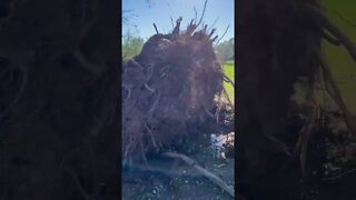 Large Tree Knocked Down from Hurricane Fiona