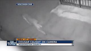 VIDEO: Cougar spotted in Washington County