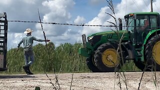 10/6/2021: Real Florida Cowboys Moving Cattle