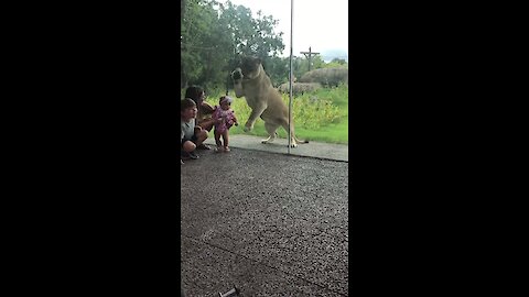 Lion Tries To Catch Kids From Behind Zoo Glass