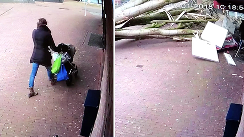 Woman Pushing A Stroller Almost Gets Annihilated By A Massive Tree From Nowhere