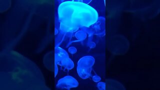 Beautiful Blue Dancing Jellyfish