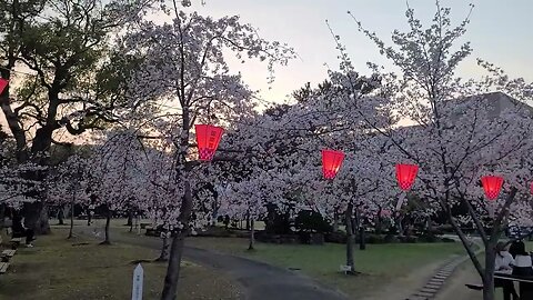 the cherry blossoms 🌸 (sakura) are in bloom in sasebo Japan.