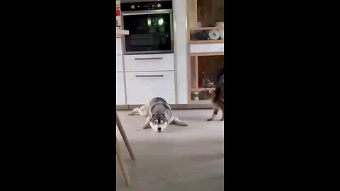 Happy cat playing with dog