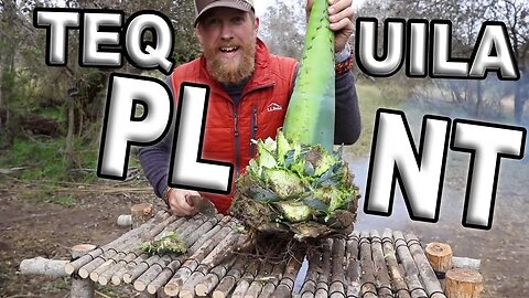 Catch And Cook AGAVE Edible Plants / Day 19 Of 30 Day Survival Challenge Texas