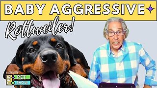 Rottweiler DOG Aggressive with Grandchild