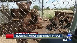 Colorado wildlife rehabilitators say it’s been a busy year for bear rehabilitation