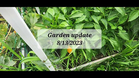 Garden update 8/13/2023