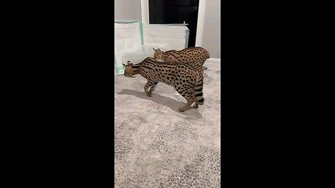 servals meet cane Corso puppy