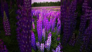 Lupine fields in New Zealand 😍💐