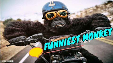 Metal Funniest Monkey