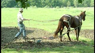 Harrowing the upper garden with REAL horsepower - Spring 2010