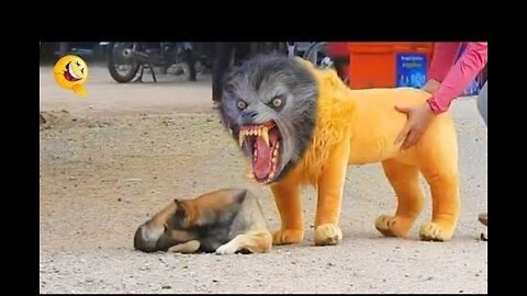 Prank Dog Funny & fake Lion and Fake Tiger Prank To dog