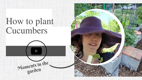 How to plant Cucumbers | moments in the garden