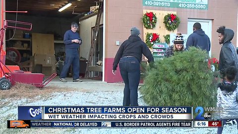 Christmas tree farms open for holiday season