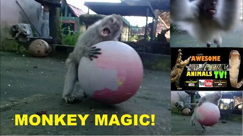 STUPID FUNNY VIRAL GAY MONKEY VIDEO! Monkey Moments 2