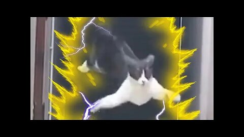 Ultra instinct cat dodges other cats with INSANE moves