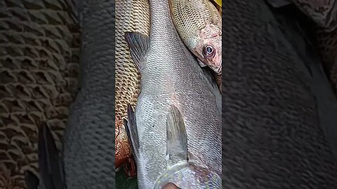 Kakap Merah #nelayan #fishermen #fishing #traditionalfishermen #fish #fishingnets