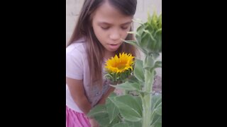 Sunflower 🌻 opens in the princess garden