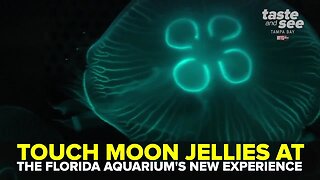 Touch moon jellies at The Florida Aquarium's newest exhibit | Taste and See Tampa Bay