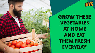 Top 4 Vegetables You Can Grow At Home