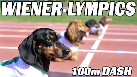 100-meter dash of the Dachshund! - Dog racing on Sausages!