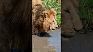 Lion In A Puddle #shorts | #ShortsAfrica