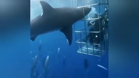 Scary shark attack 2 people then got stuck in the cage and die