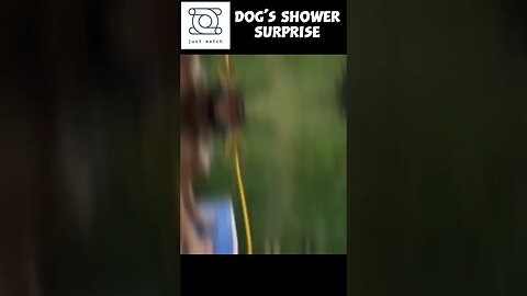 Unexpected: Dog's Shower Surprise