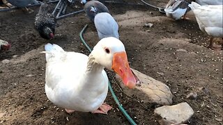 Feeding Niles, our cross beak goose (gander). He requires special care. He’s lovely and tame ❤️