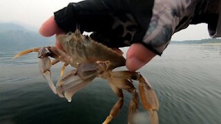 First Time Crabbing at Kelly's Brighton Marina