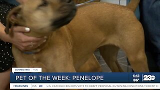 Pet of the Week: Penelope