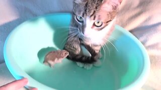 A Little Mouse Says Hello to a Little Cat