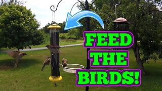 iBorn Tube Style Bird Feeder - Thistle, Nyjer Seed