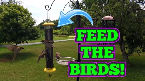 iBorn Tube Style Bird Feeder - Thistle, Nyjer Seed