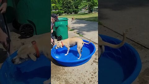 My Rescue Dog loves to Chase The Hose And Play in the Pool