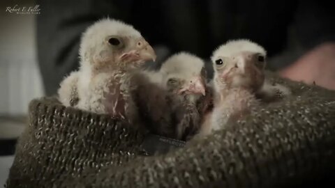 Kestrel Dad Learns to Care for Chicks After Mum Disappears-3