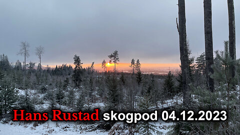 Skogpod 4. desember 2023