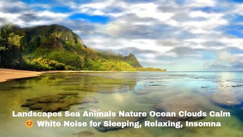 Landscapes Sea Animals Nature Ocean Clouds Calm 😊 White Noise for Sleeping, Relaxing, Insomna